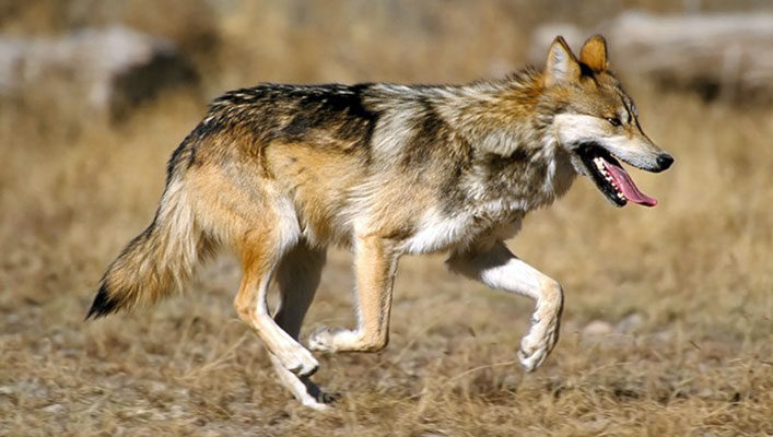 Mexican gray wolf listed as a subspecies, keeps endangered status - The ...