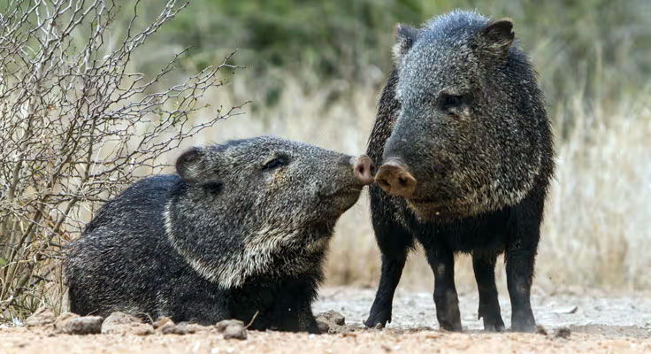 Wild boars blamed for motorcycle accident